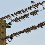 numar-mare-de-pasari