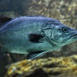 peste1