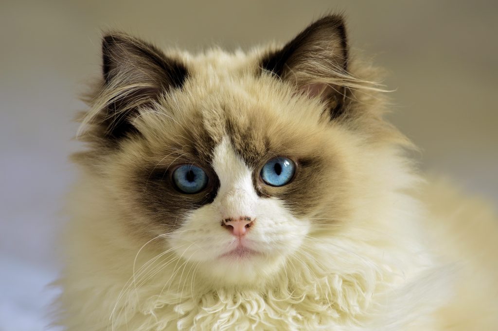 felina