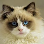 felina