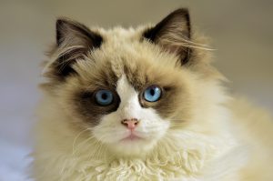 felina